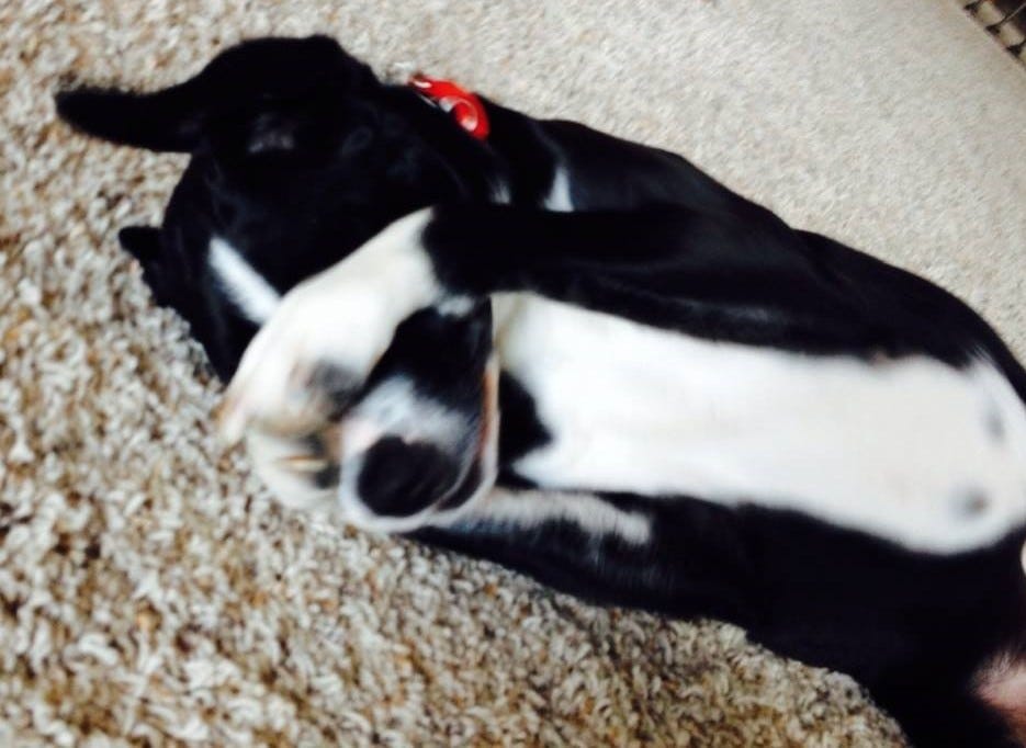 Dog with her paws over her eyes